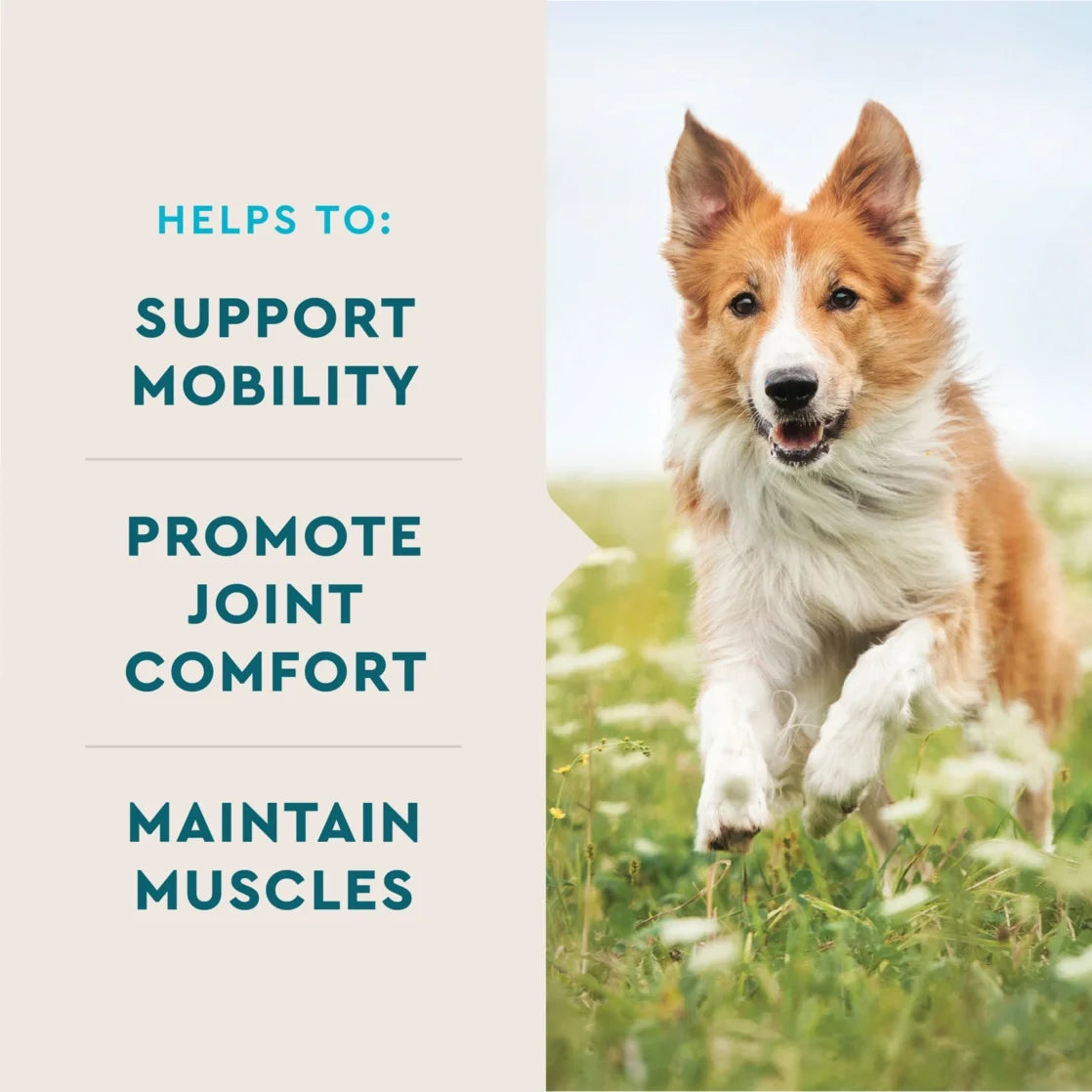 (3 Pack)  Hip & Joint Supplement for Dogs, Chicken Flavored Soft Chews, 60 Count Soft Chews