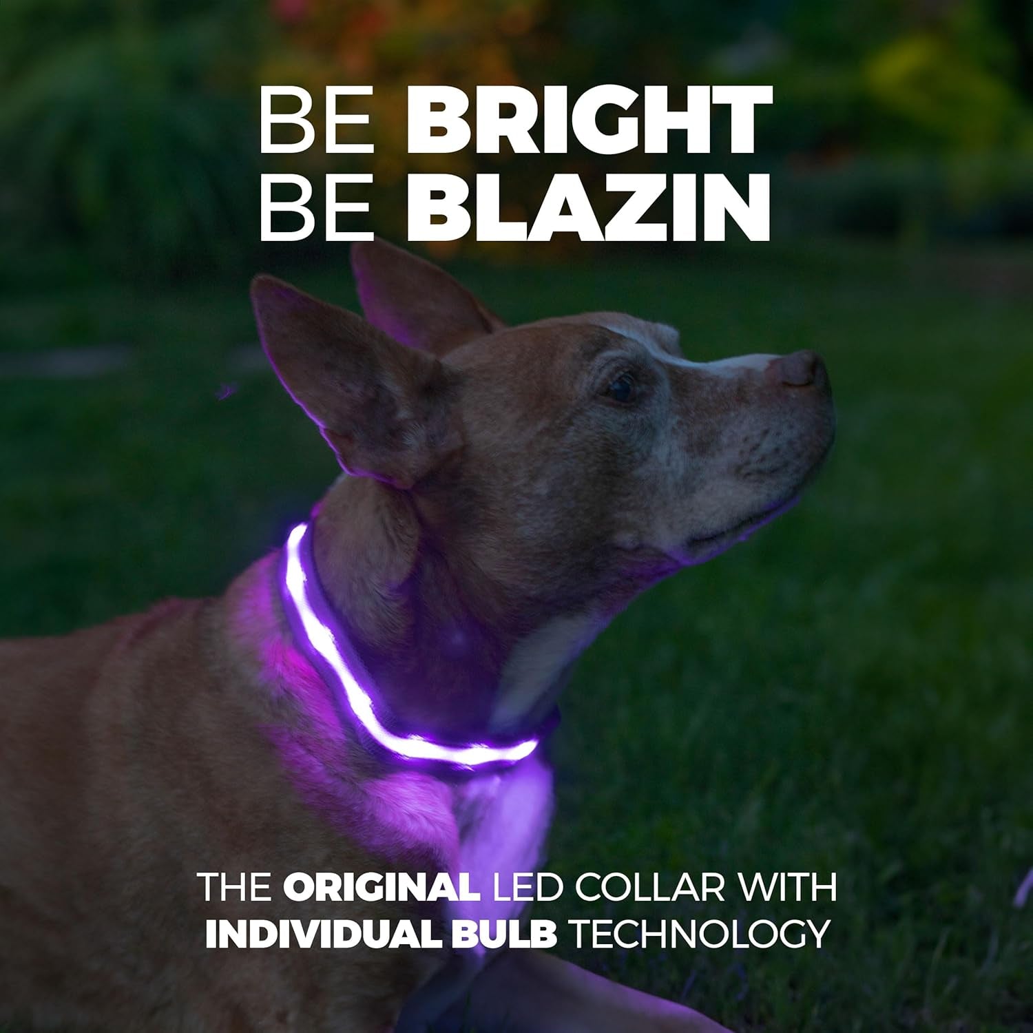' Safety LED Dog Collar – USB Rechargeable with Water Resistant Flashing Light