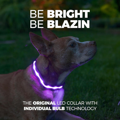 ' Safety LED Dog Collar – USB Rechargeable with Water Resistant Flashing Light